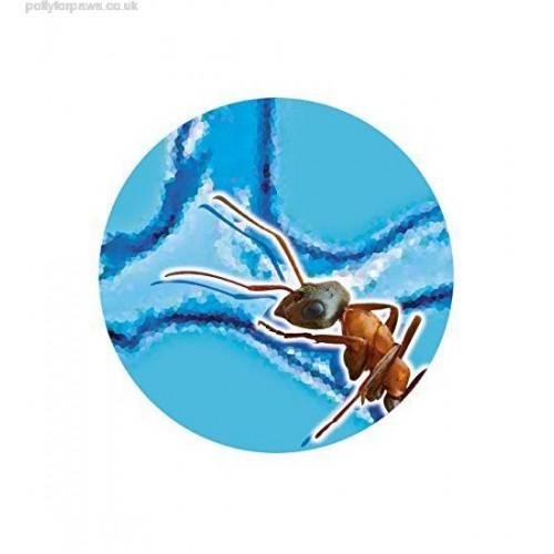 Vabzdžių auginimo rinkinys - vivariumas „Mažasis skruzdėlių pasaulis“ | 