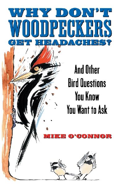 Why Dont Woodpeckers Get Headaches?: And Other Bird Questions You Know You Want to Ask