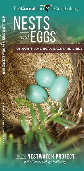 Nests and Eggs of North American Backyard Birds