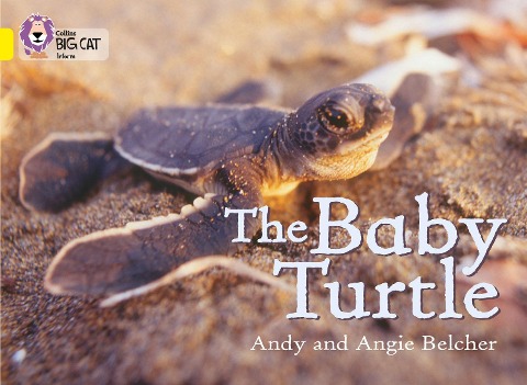 BIG CAT - BABY TURTLE