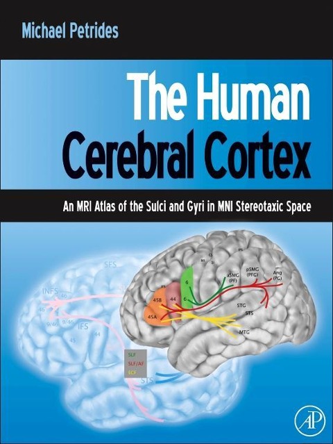The Human Cerebral Cortex: An MRI Atlas of the Sulci and Gyri in MNI Stereotaxic Space