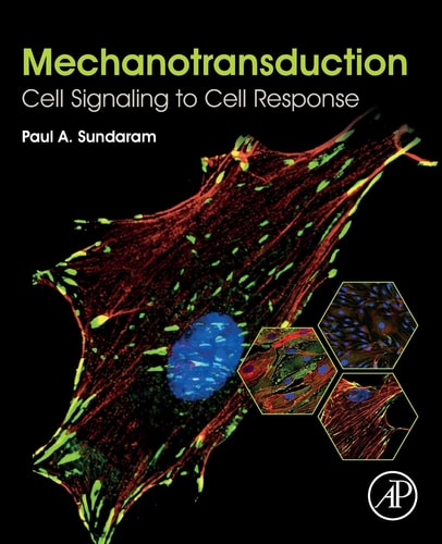 Mechanotransduction Cell Signaling to Cell Response