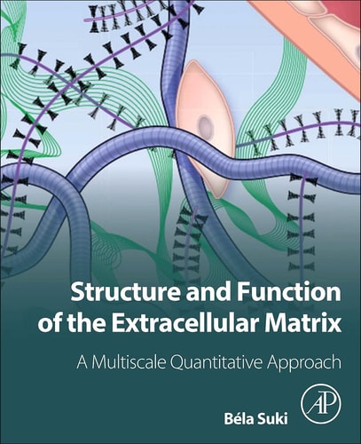 Structure and Function of the Extracellular Matrix A Multiscale Quantitative Approach