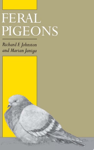 Feral Pigeons