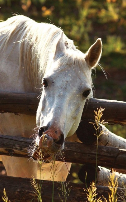 Kids Petite Equine Journal: Equine Themed Wide Ruled Journal or Notebook