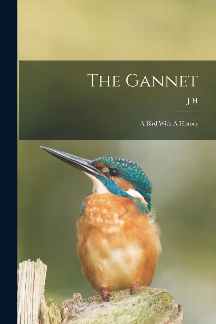 The Gannet: A Bird With A History