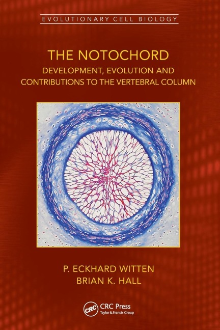 The Notochord: Development, Evolution and contributions to the vertebral column