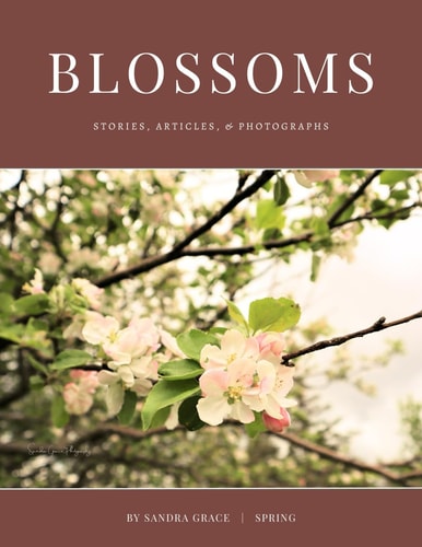 Blossoms Stories, Articles, & Photographs