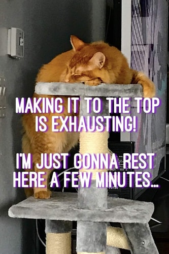 Making It to the Top Is Exhausting! I'm Just Gonna Rest Here a Few Minutes...