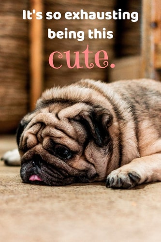 It's So Exhausting Being This Cute Funny Pug, Cute Pug Notebook, 150 College Ruled Pages, 6 X 9