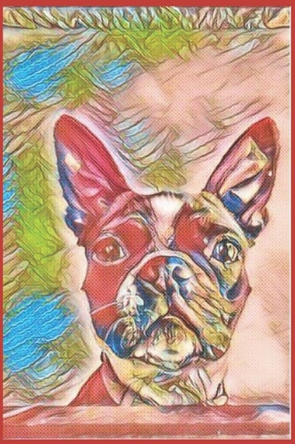 Boston Terrier