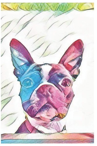 Boston Terrier