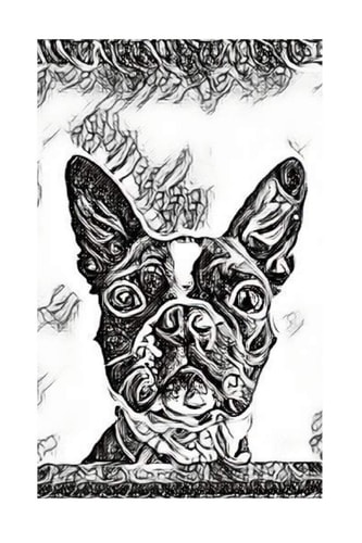 Boston Terrier