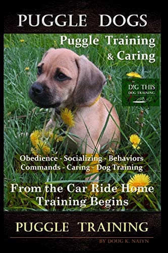 Puggle Dogs, Puggle Training & Caring By D!G THIS DOG TRAINING Obedience - Socializing - Behaviors - Commands - Caring - Dog Training From the Car Ride Home Training Begins Puggle Training