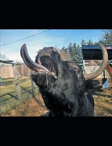 Animals In the World Around Them
