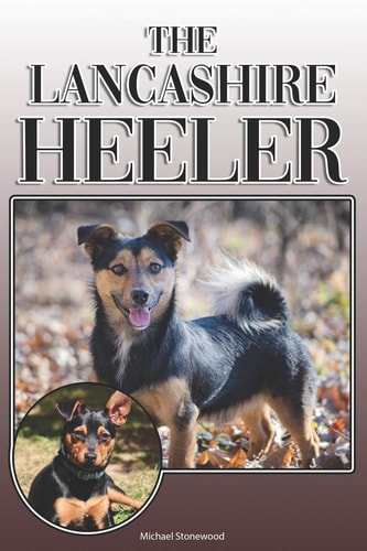 The Lancashire Heeler A Complete and Comprehensive Owners Guide To: Buying, Owning, Health, Grooming, Training, Obedience, Understanding and Caring for Your Lancashire Heeler