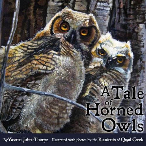 A Tale of Horned Owls