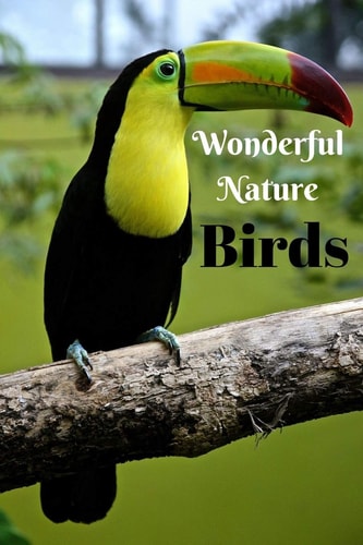 Wonderful Nature Birds Picture Book Gift for Seniors with Dementia Or Patients with Alzheimer's. 40 Full Color Photographs of Birds, with Names in Large Print.