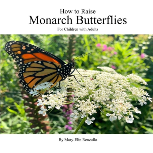 How to Raise Monarch Butterflies For Children with Adults