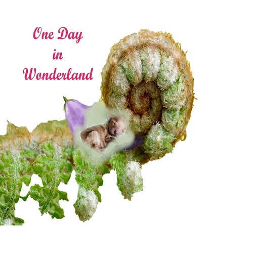 One Day In Wonderland Magic of Advanture in Wonderland.Colorful Nature.