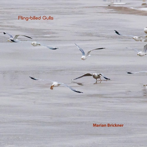 Ring-billed Gulls