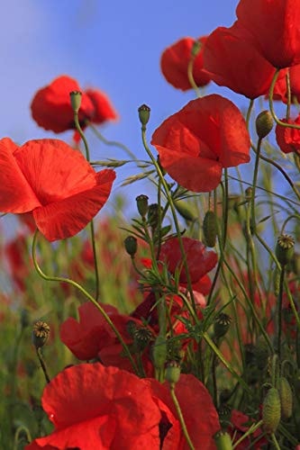Poppy Meadow Poppies Are Found Around the Globe from Icy Cold Tundra to Broiling Hot Deserts, Mostly in the Northern Hemisphere.