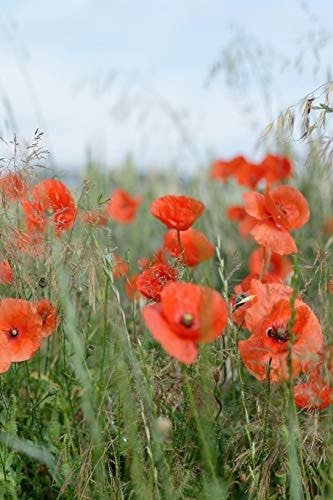 Poppies in a Field Poppies Are Found Around the Globe from Icy Cold Tundra to Broiling Hot Deserts, Mostly in the Northern Hemisphere.