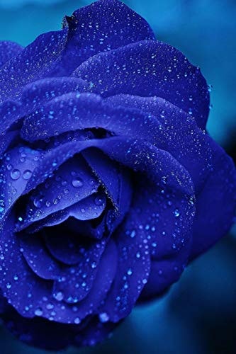 Rose A Rose Is a Woody Perennial Flowering Plant of the Genus Rosa, in the Family Rosaceae, Or the Flower It Bears. There Are Over Three Hundred Species and Thousands of Cultivars.