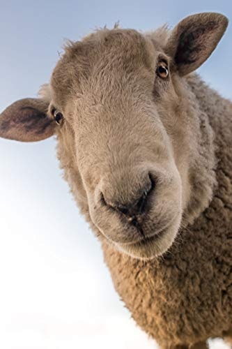 Sheep Domestic Sheep Are Quadrupedal, Ruminant Mammals Typically Kept As Livestock. Like Most Ruminants, Sheep Are Members of the Order Artiodactyla, the Even-Toed Ungulates
