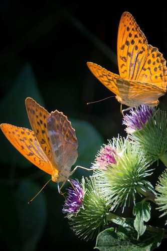 Silver Bordered Fritillaries The Silver-Bordered Fritillary Gets Its Name from Its Very Distinctive Light-Colored Border.