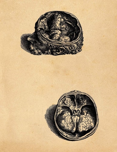 Anatomy Notebook Andreas Vesalius - Olfactory Organs Premium College Ruled Notebook 110 Pages