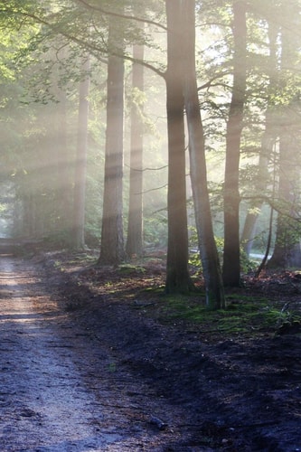 Sunlit Road A Dirt Road Or Track Is a Type of Unpaved Road Made from the Native Material of the Land Surface Through Which It Passes, Known to Highway Engineers as Subgrade Material.