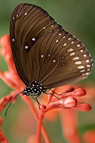 Striped Core Butterfly The Common Crow Is a Glossy-Black Butterfly with Brown Undersides with White Markings