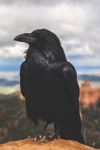 Call of the Crow A Witch's Grimoire