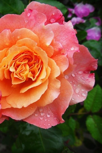 Tea Rose Rosa Odorata Is a Member of the Genus Rosa Native to Yunnan in Southwest China