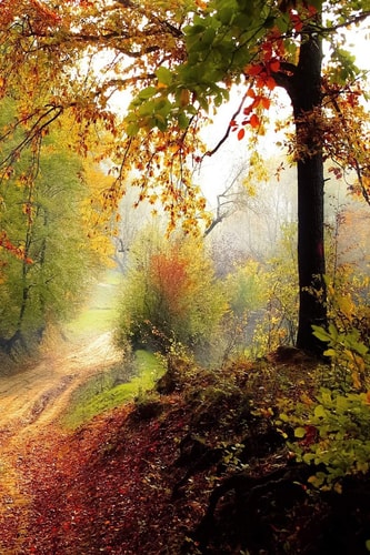 Trail Through the Wood Some Trails Are Single Use and Can Only Be Used for Walking, Cycling, Horse Riding, Snowshoeing, Or Cross-Country Skiing. There Are Also Unpaved Trails Used by Dirt Bikes and Other Off-Road Vehicles.