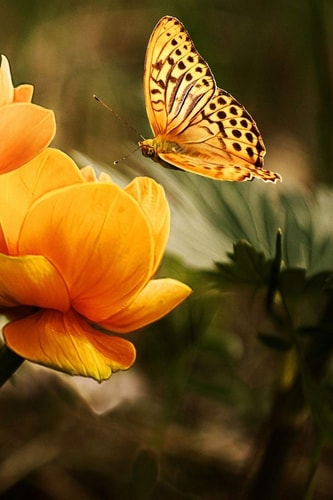 Visiting a Flower There Are Over 20,000 Species of Butterflies in the World.
