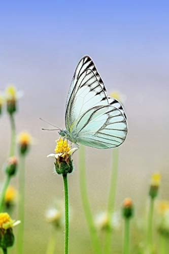 White Butterfly There Are Over 20,000 Species of Butterflies in the World.