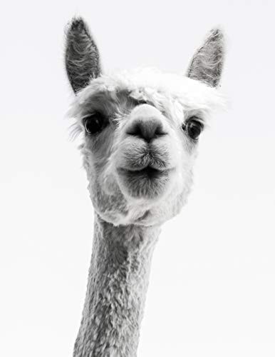 Knitting Graph Paper 2 3 & 4:5 Ratio 8.5 X 11: Llama Photograph