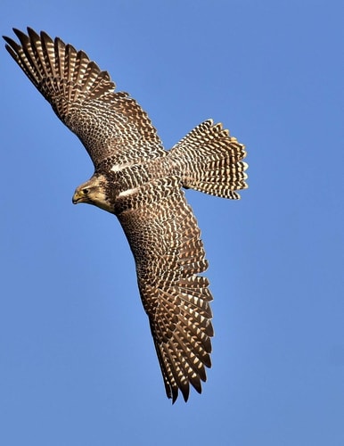 Falcon Birds of Prey in the Genus Falco, Which Includes about 40 Species. Falcons Are Widely Distributed on All Continents of the World Except Antarctica, Though Closely Related Raptors Occurred There in the Eocene.