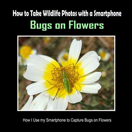 Bugs on Flowers How I Use My Smartphone to Capture Bugs on Flowers