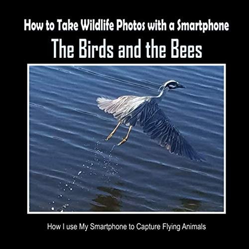 The Birds and the Bees How I Use My Smartphone to Capture Flying Animals
