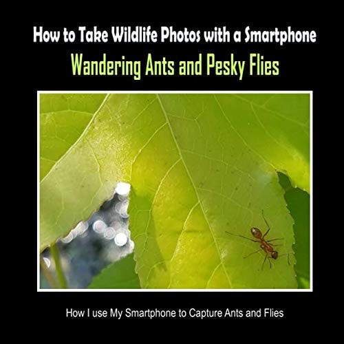 Wandering Ants and Pesky Flies How I Use My Smartphone to Capture Ants and Flies