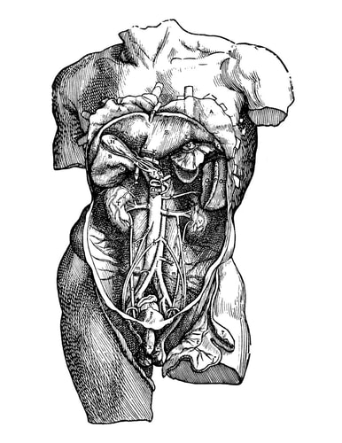 Anatomy Notebook Male Abdominal Cavity 2 - Andreas Vesalius Anatomy Art College Ruled Notebook 110 Pages