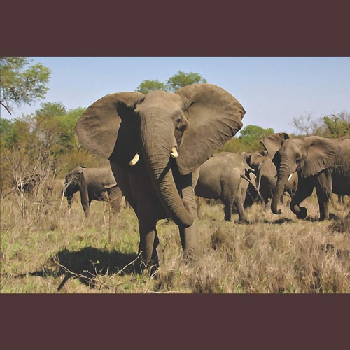 The Elephants of Africa An Array of Paintings