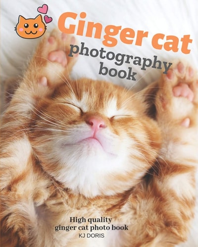 Ginger Cat Photography Book High Quality Ginger Cat Photo Book
