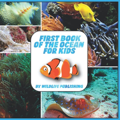 First Book Of The Ocean For Kids Ocean Animals Activity Book