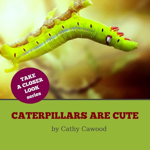 Caterpillars Are Cute