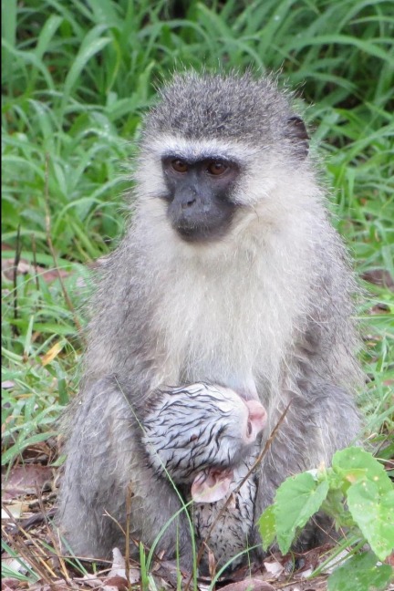 Mandi Monkey and Other Stories