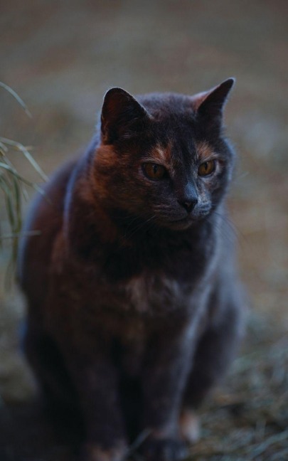 Kid's Petite Barn Cat Journal: Volume One